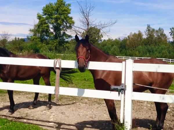Vinyl Horse Fence Installation in Bowie