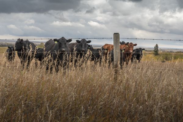 Livestock Fencing Service in Bowie