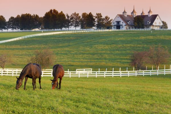 Stable Fencing Installation in Bowie
