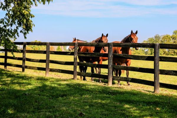 Ranch Fence Construction in Bowie
