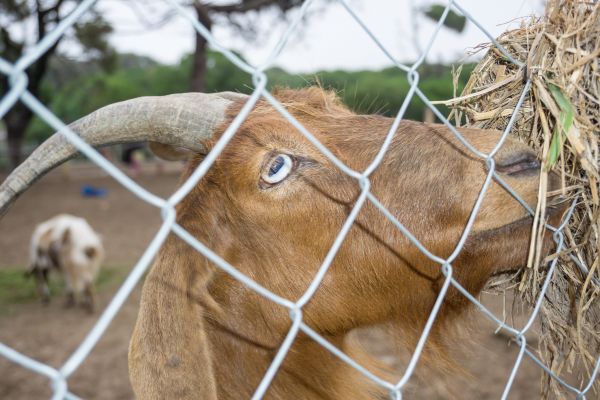 Goat Fence Installation in Bowie