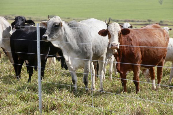 Livestock Fencing Installation in Bowie