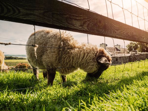 Sheep Fence Installation in Bowie