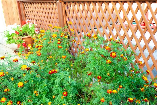 Lattice Fence Installation in Bowie