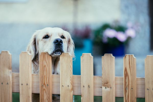 Wooden Dog Fence Installation in Bowie