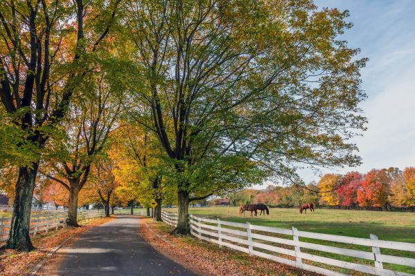 Horse Fence Replacement in Bowie