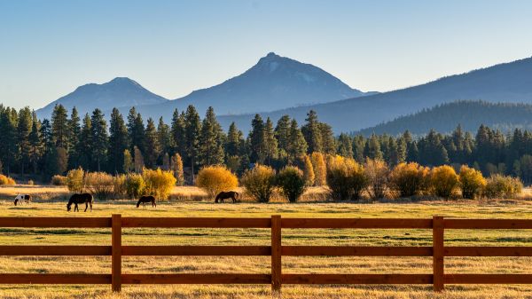 Ranch Fence Replacement in Bowie