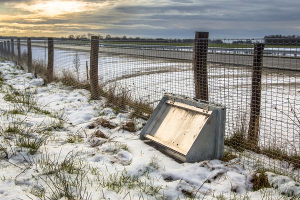 Wildlife Fence Repair in Bowie
